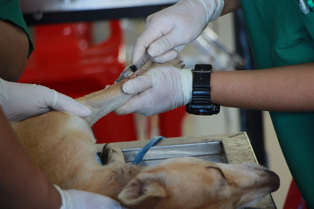 Free Vaccinations After Rabies Hits Pretoria