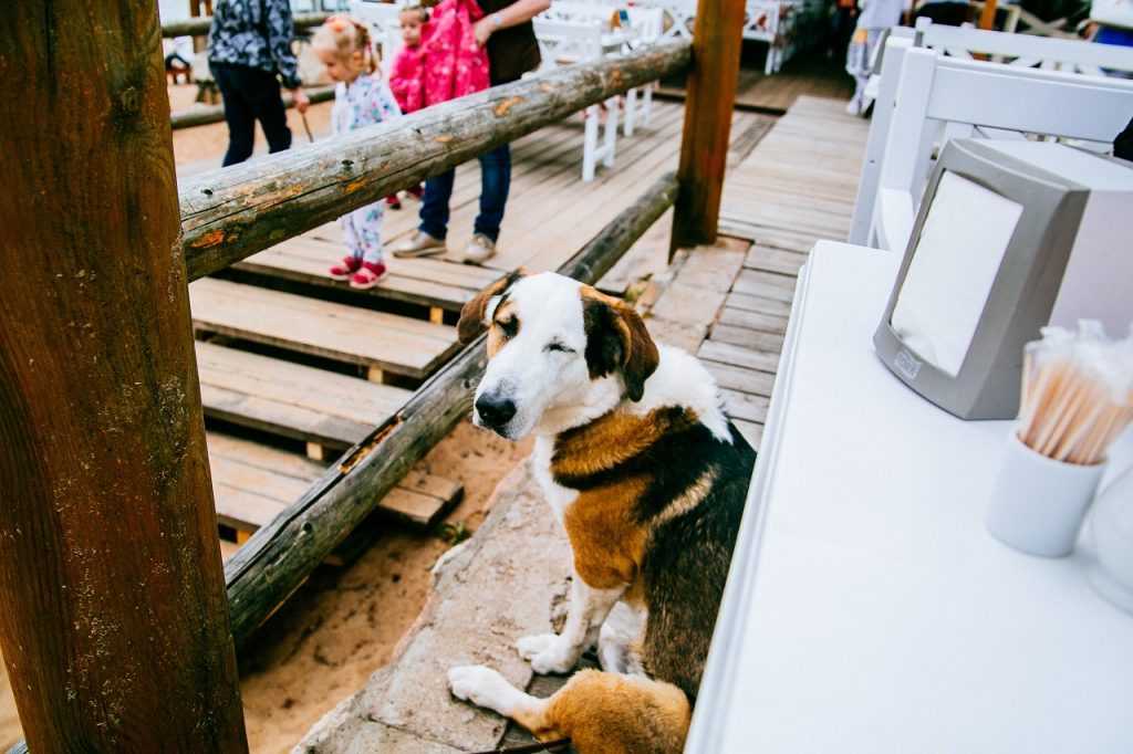 Cape Town Restaurant Gives Dogs Their Own Menu