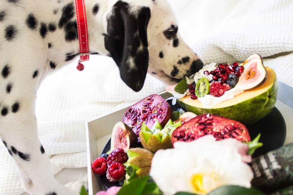 13 Foods You Can Safely Feed Your Dog