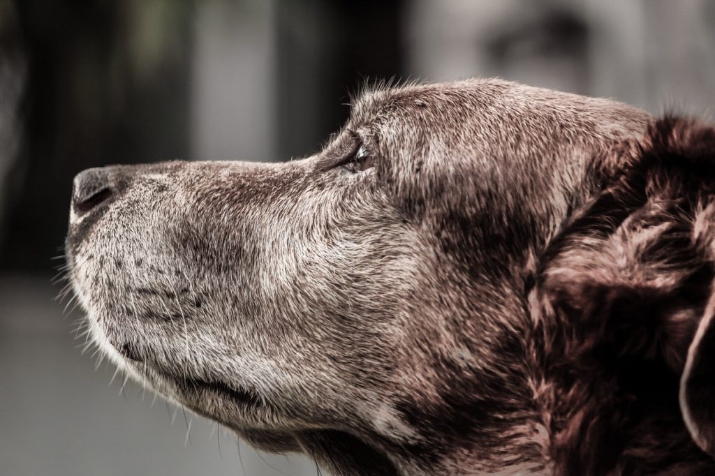 Science Explains Why Dogs Live Shorter Lives