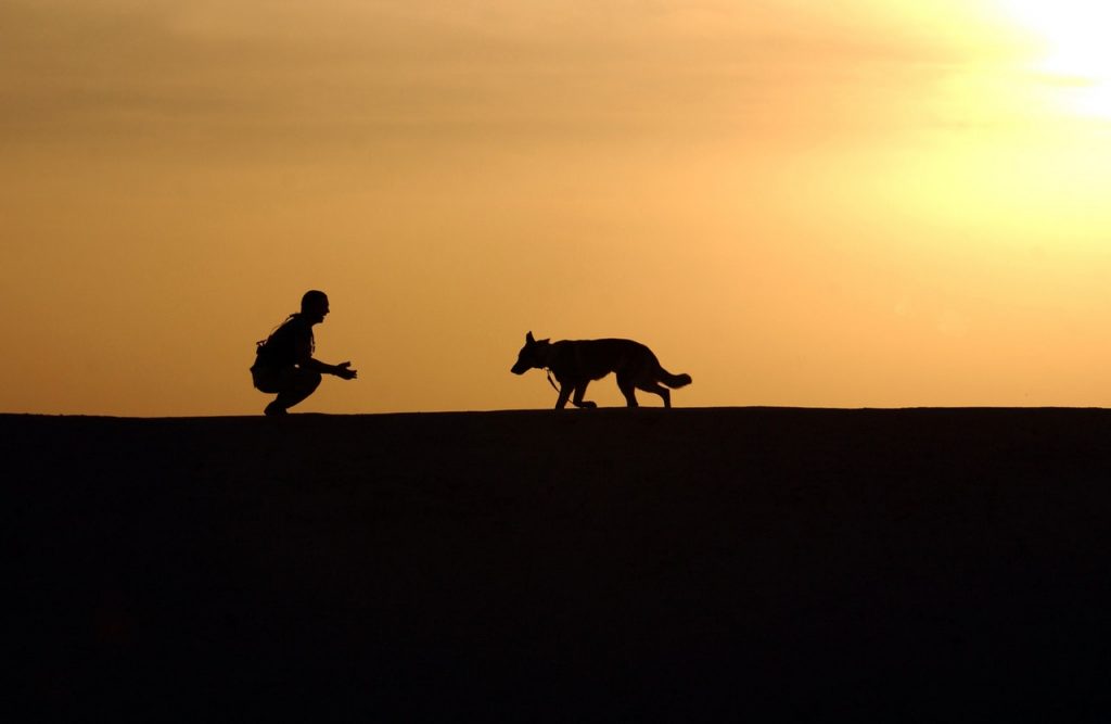 How Dogs Improve Mental Health Issues, From Depression To PTSD