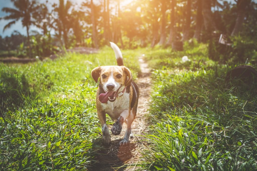 Did You Know You Could Speak Fluent Dog?