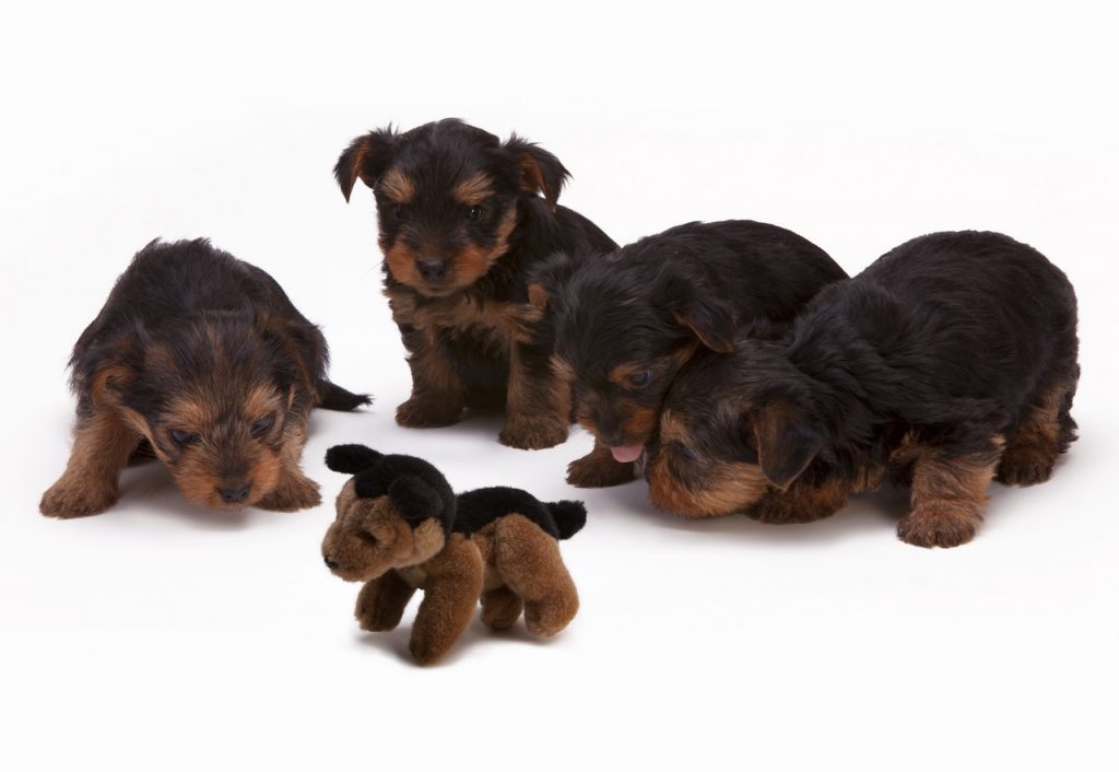 Vet Cuts Open Live Puppies To Turn Them Into Drug Mules