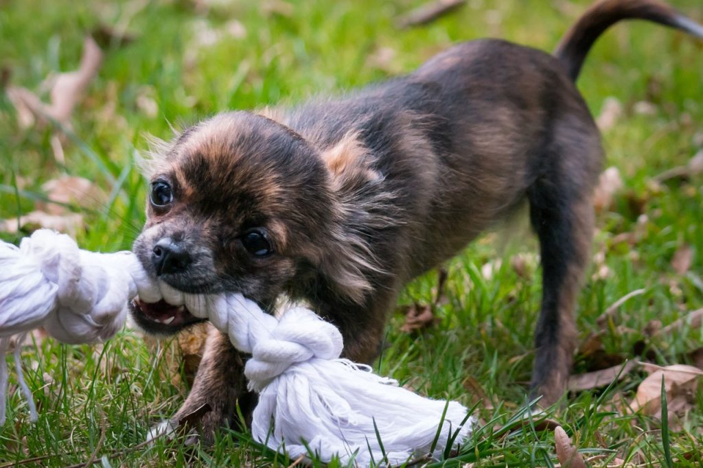 Put A Stop To The Destruction Of Puppy Teething