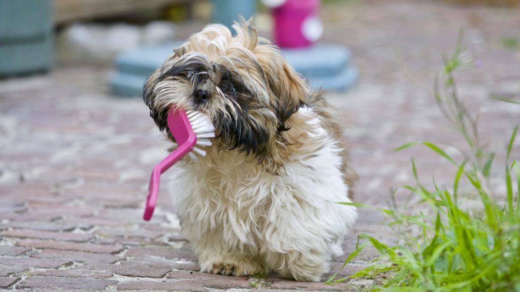Find Out Why Your Dog Isn’t Giving You His All