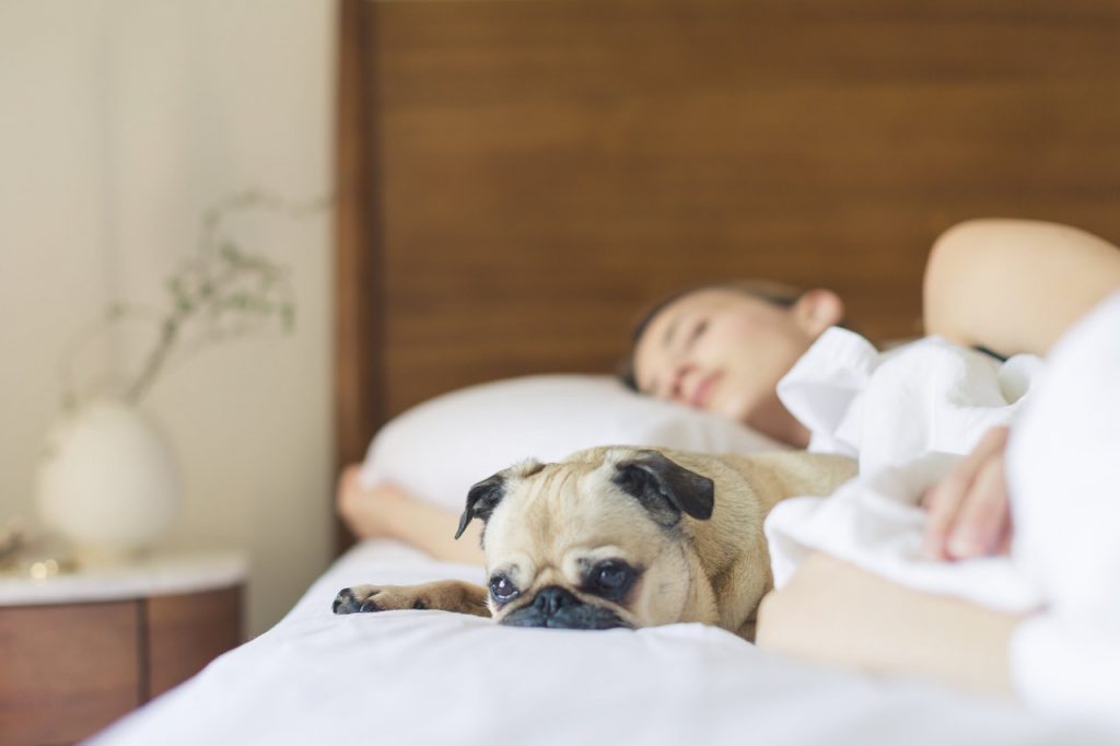 Science: It’s Better To Sleep Next To A Dog Than A Man