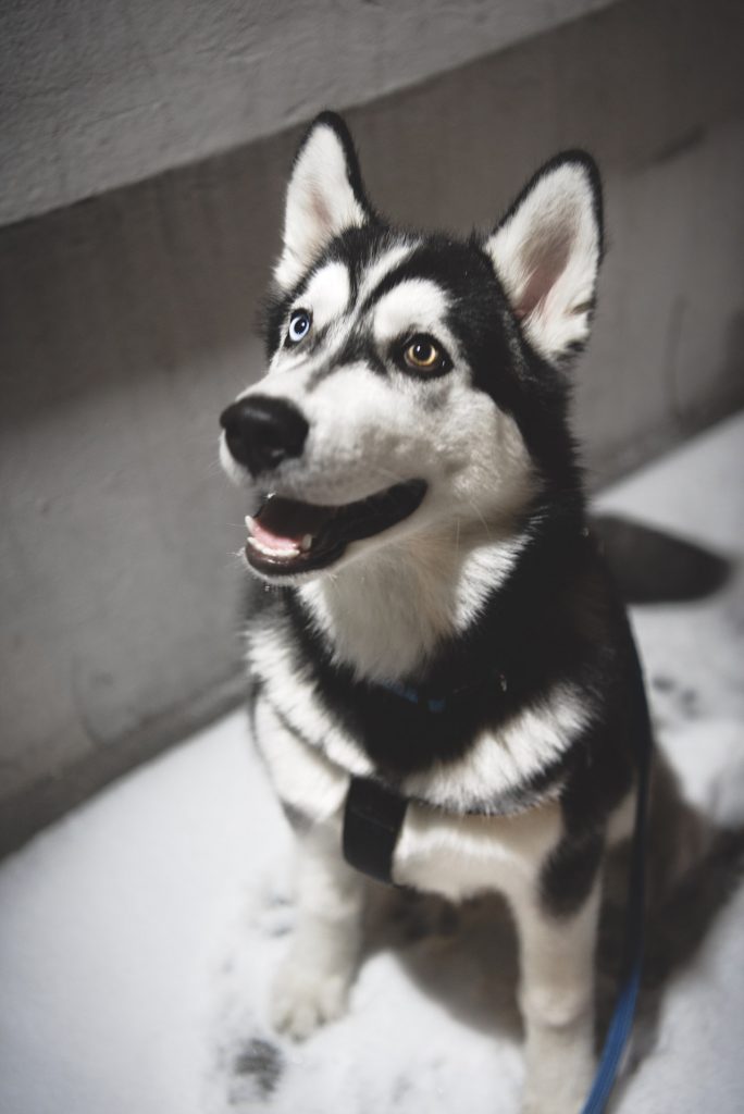 Sierra, The Incredible Cancer-Sniffing Husky