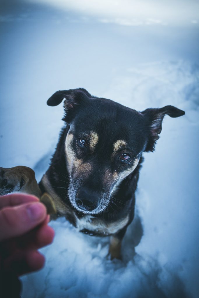 Tips For Pets Afraid Of Thunder