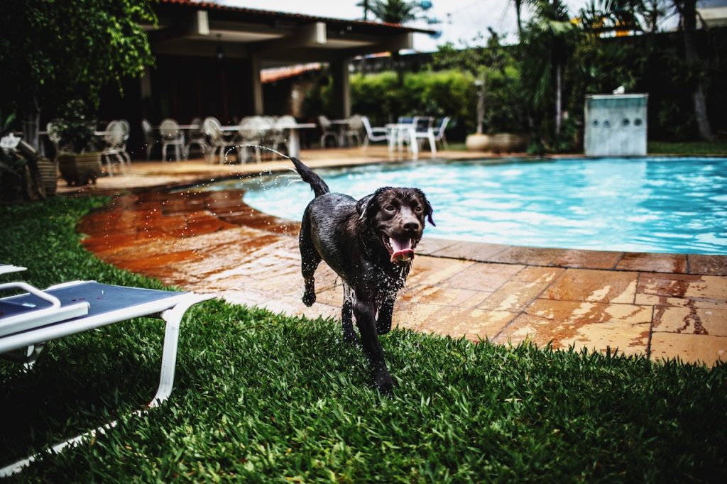 Tips To Protect Your Pets From The Heat