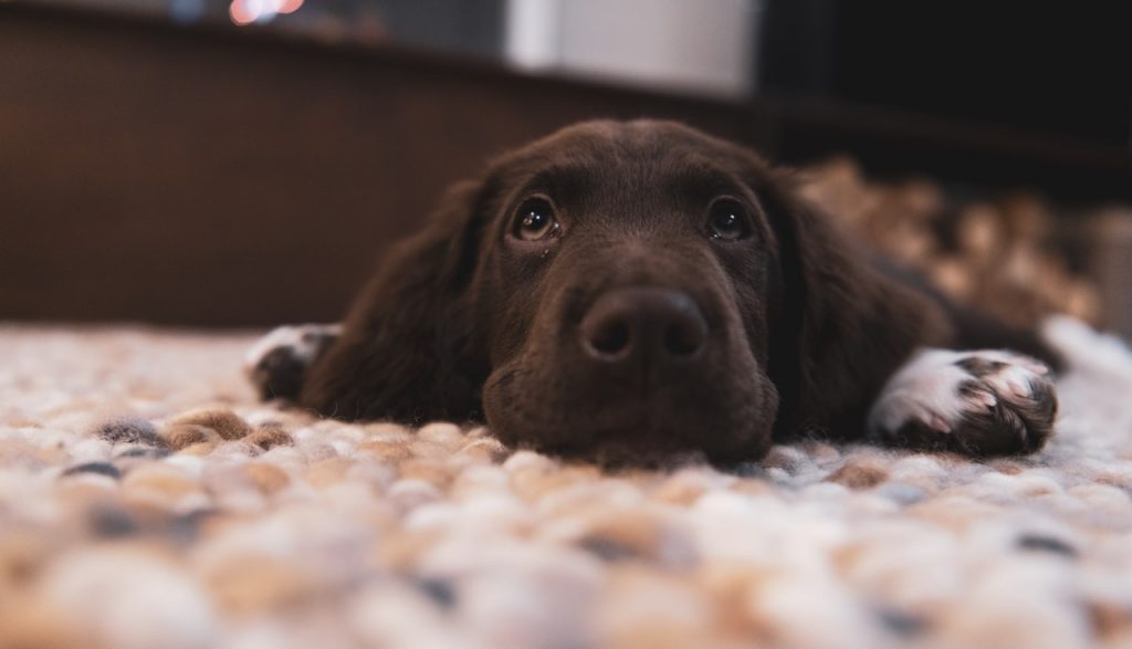 6 Reasons Your Dog May Be Chewing Himself