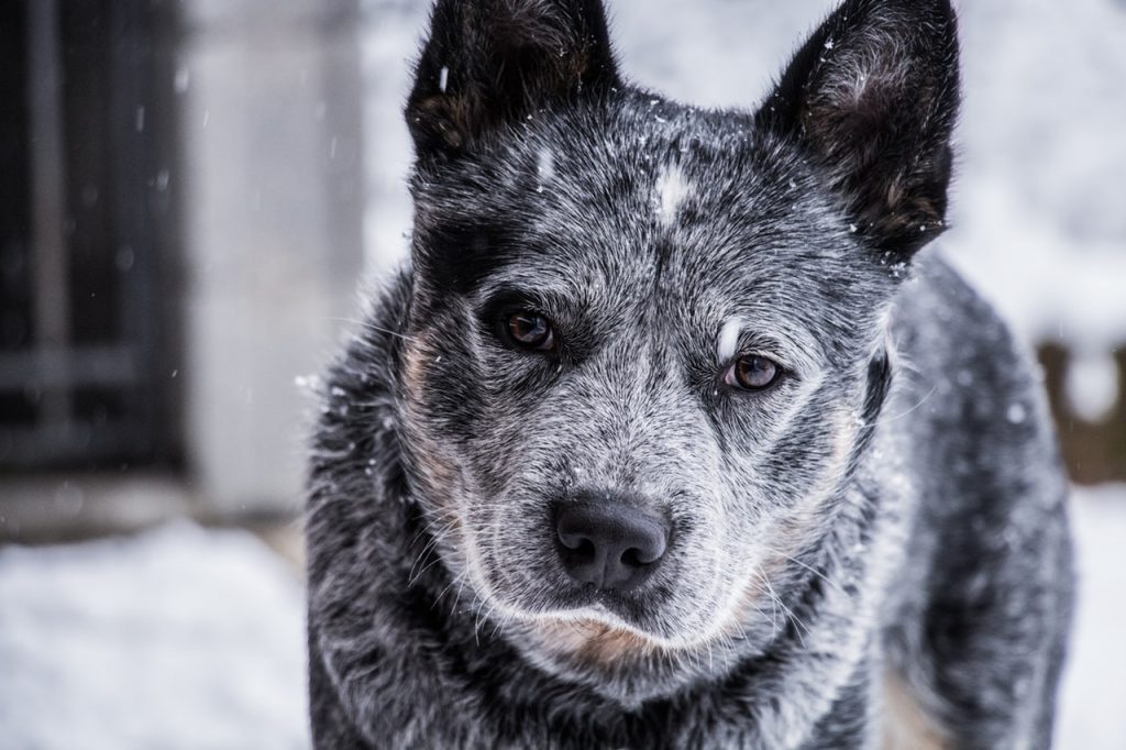 8 Reasons To Adopt An Older Dog Instead Of A Puppy