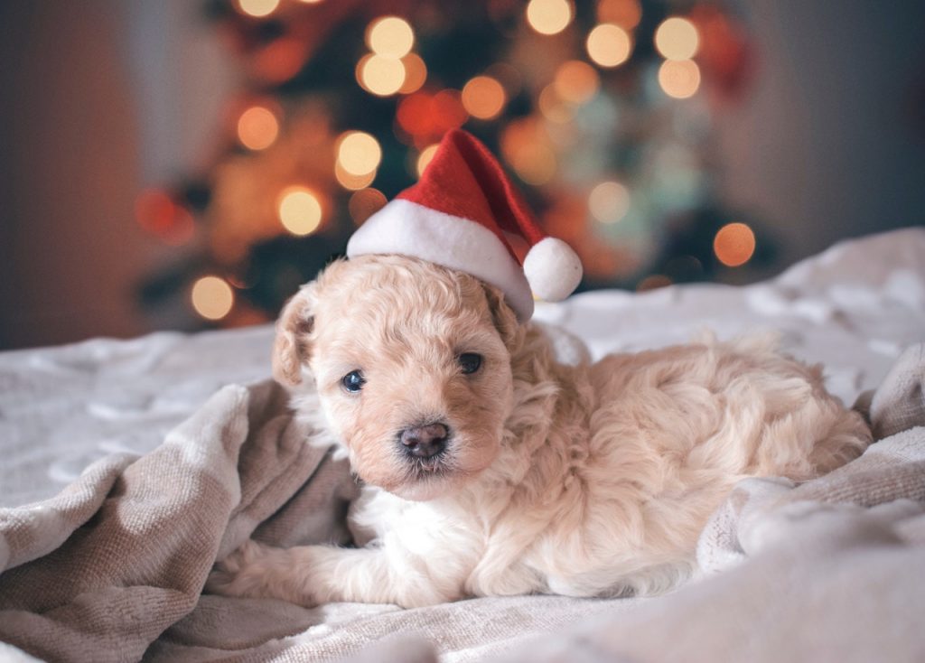 You Got The Kids A Pup For Christmas. What Now?