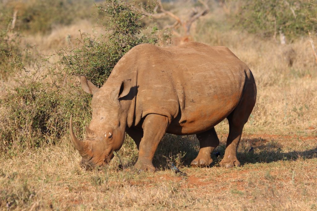 White Rhino, Lion, Giraffe And Hyenas Electrocuted In Freak Kruger Park Incident