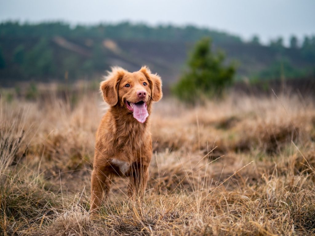 can i shave the nova scotia duck tolling retriever