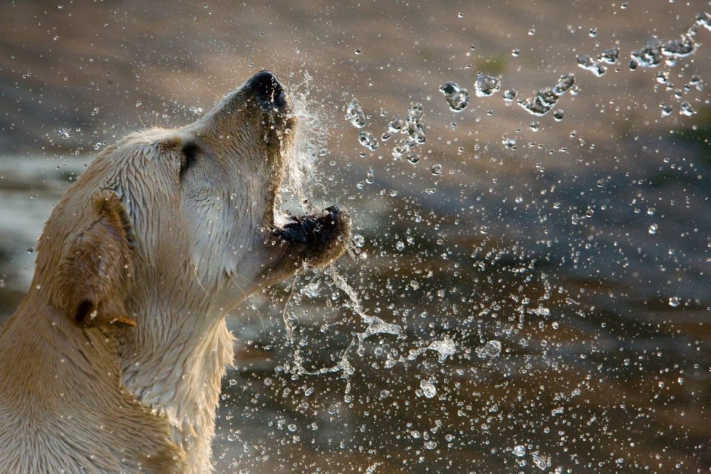 Should You Leave the Water Bowl Down for Your Dog All Day?