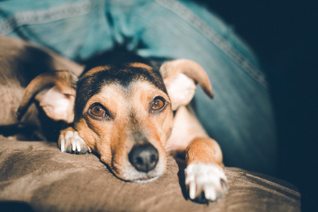 How to Cut Your Puppy’s Nails