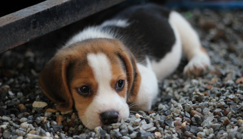 Housebreaking Your Puppy: Do’s And Don’ts