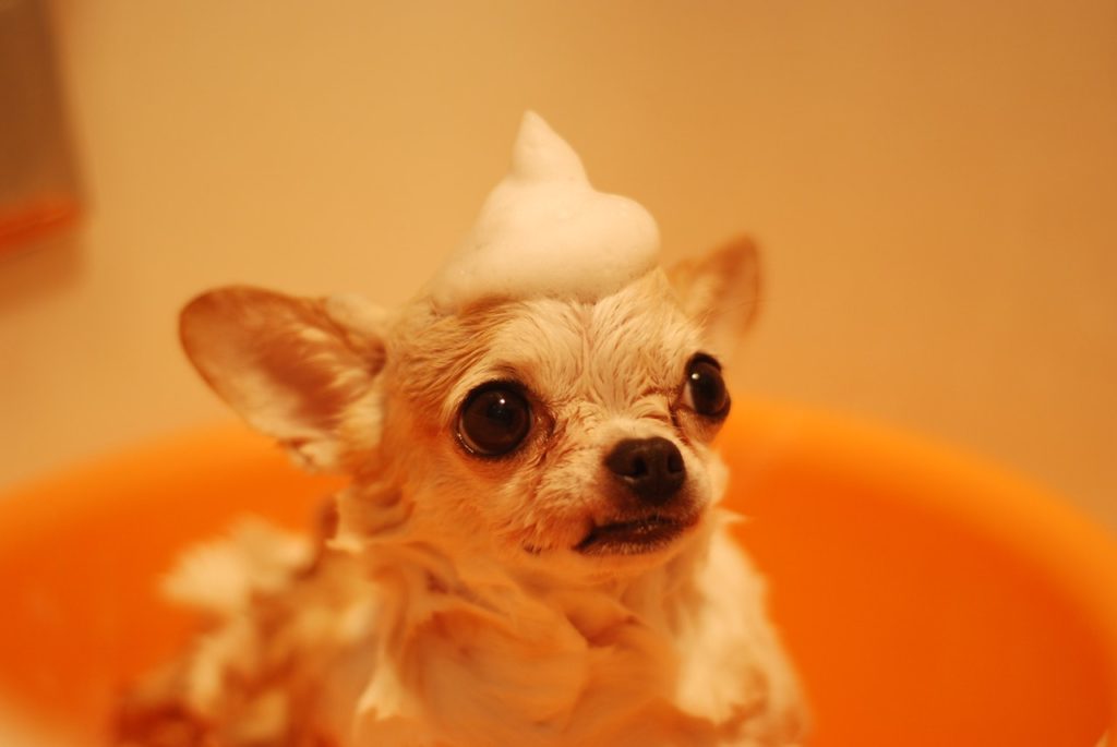8 Dog Bathing Tips You Need To Know Now!