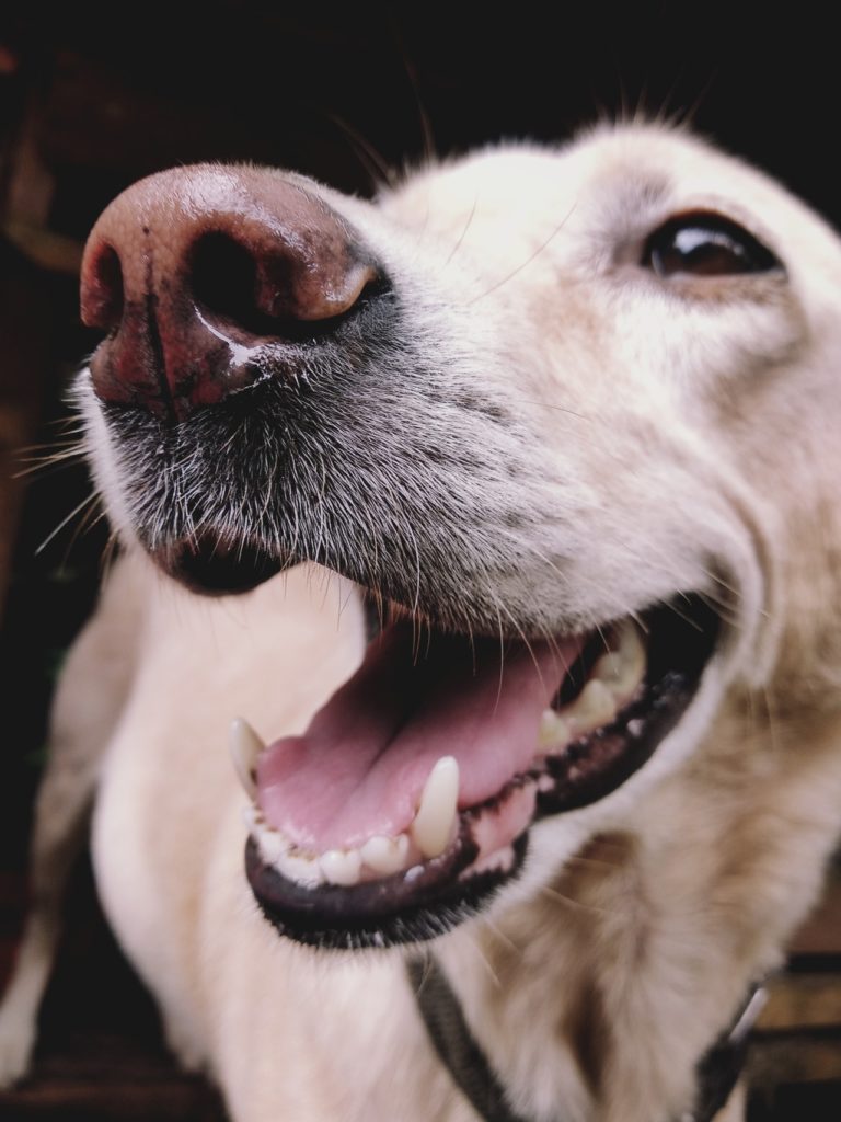 7 Tips For Doggie Dental Care