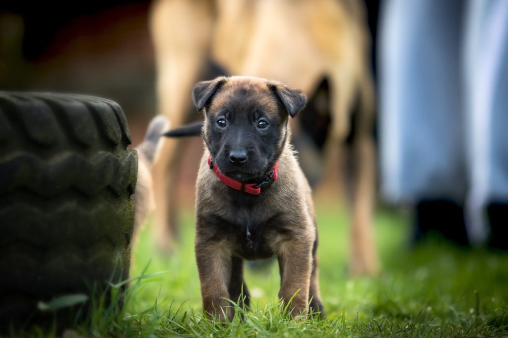 Socialising Your Puppy For Good Behaviour