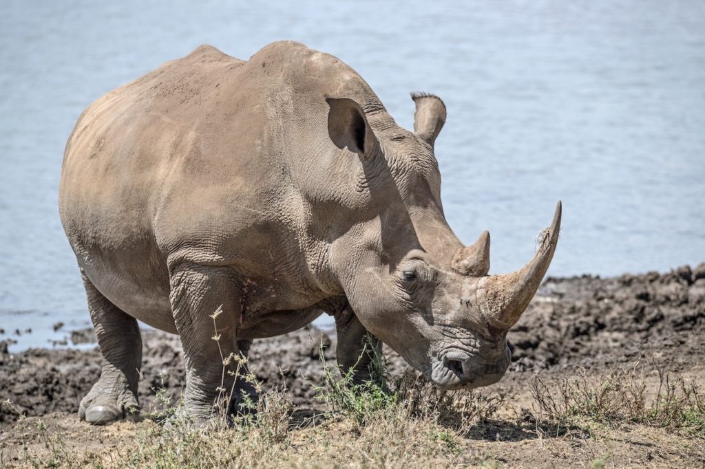 South African Sniffer Dog Intercepts 116kg Of Rhino Horn