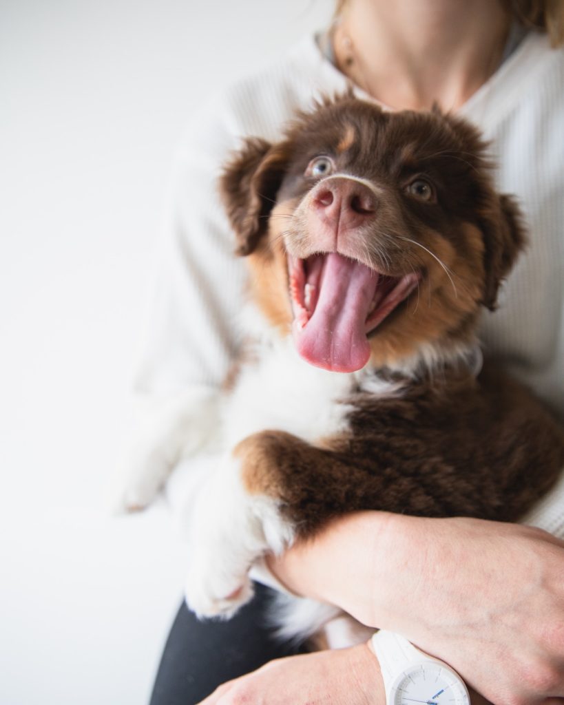When to Take Your Puppy to the Vet for Vaccinations