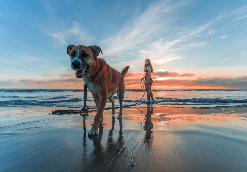 5 Tips For Safe, Stress-Free Pet Travel