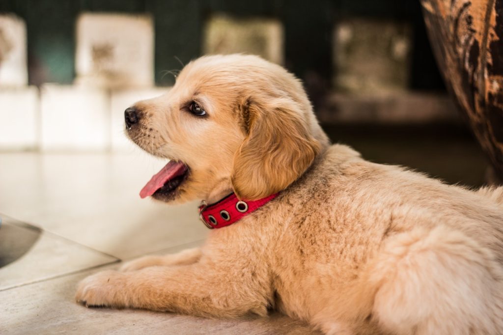 Get The Key To Raising And Training Your New Puppy