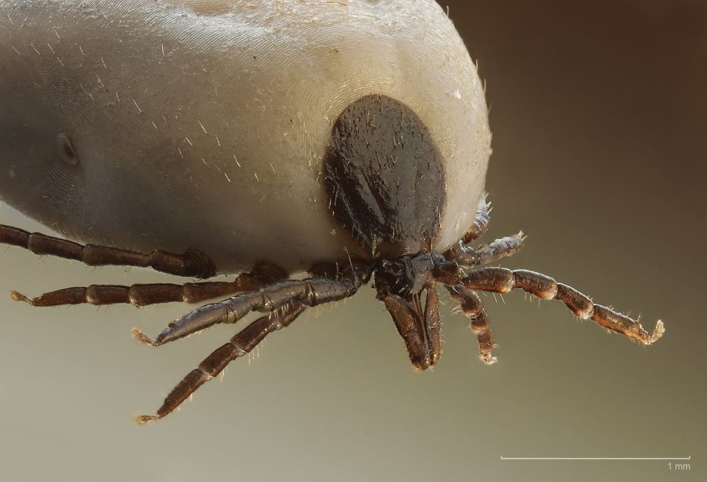 Ticks: Tiny But Deadly