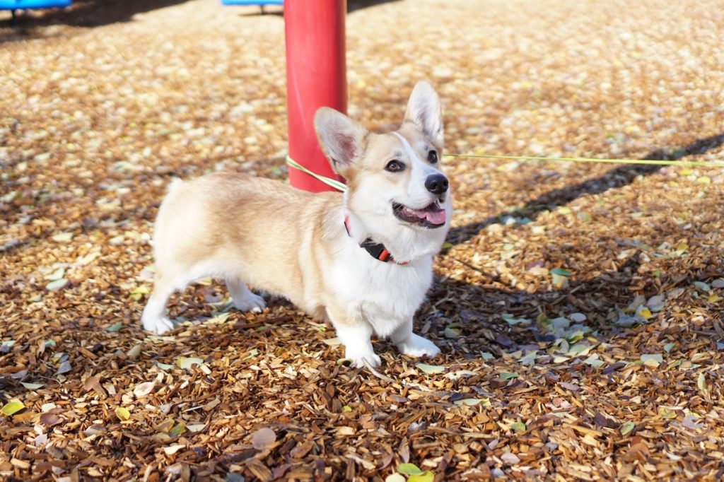 Dog Park — 11 Dos And Don’ts