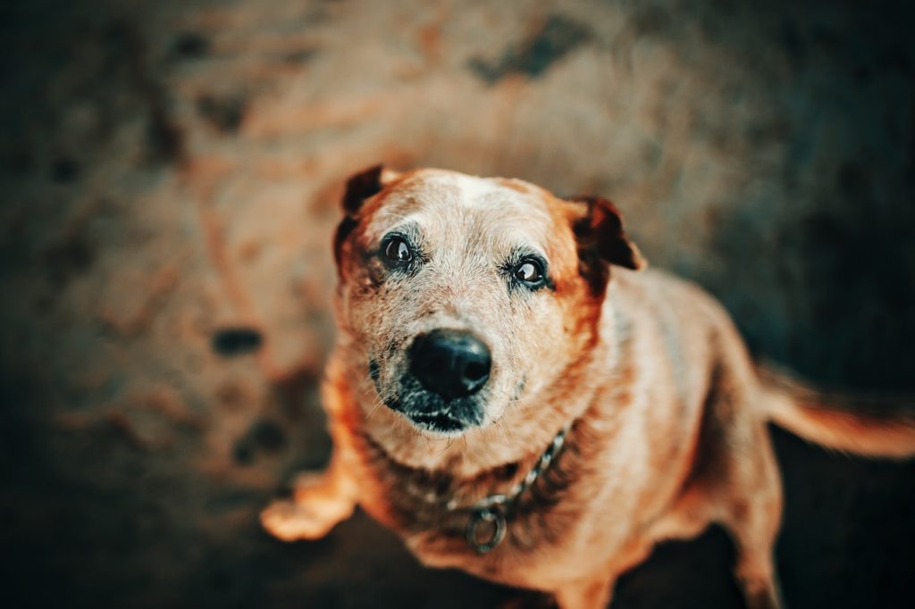 How To Help Your Old Dog Age Gracefully
