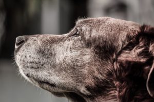 Perfect Companions – Silver-Faced Foster Dogs For The Elderly