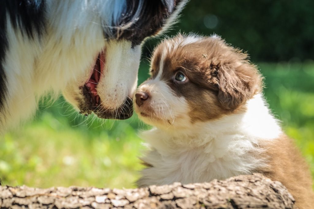 Why Puppy School Is Crucial