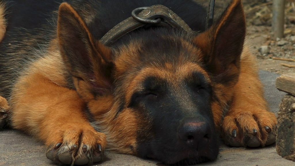 Helping your German Shepherds Sleep Well - Pawsible