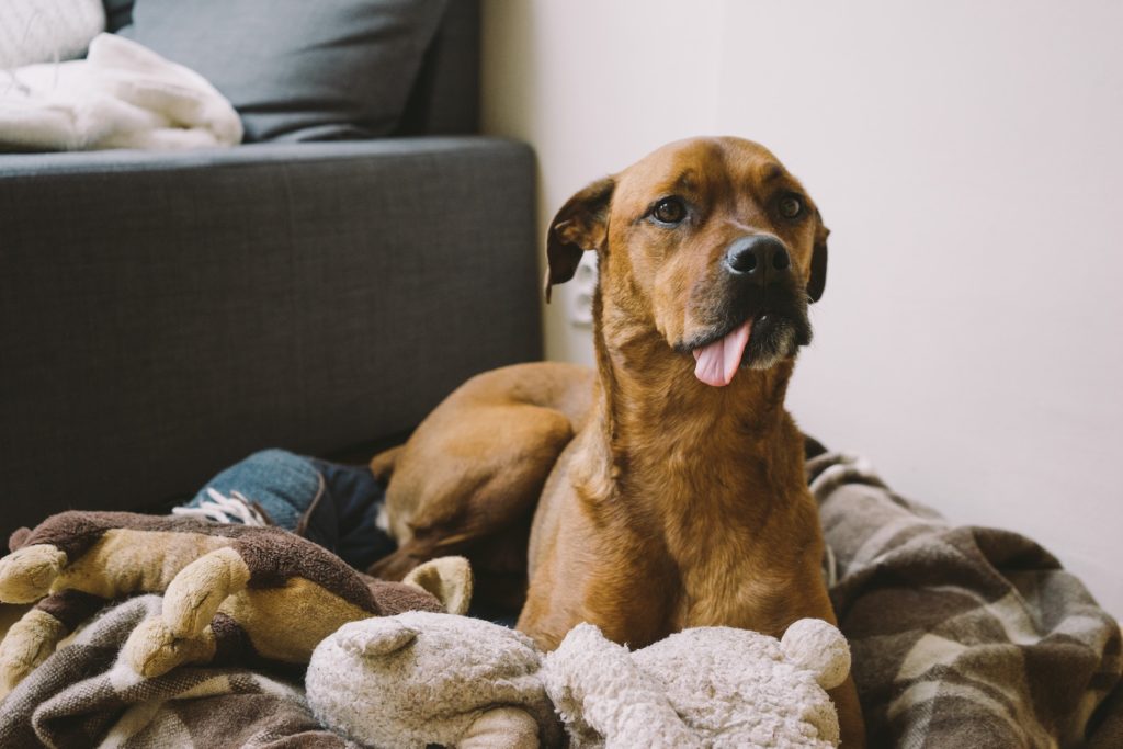 Make Your Dog Smarter With DIY Toys That Won’t Break The Bank